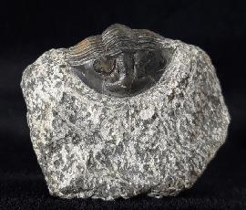 Scabriscutellum hammadi CHATTERTON et al. 2006 - Bild © FossNet FossilienStore
